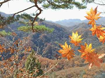打胎药一般去哪里购买打胎药流多少天可以流完(打胎药多久流下来)